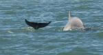 Dolphins5e