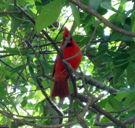 CardinalE