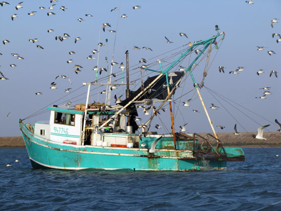 BaitShrimperBirdsE