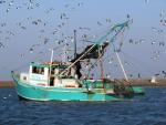 BaitShrimperBirdsE