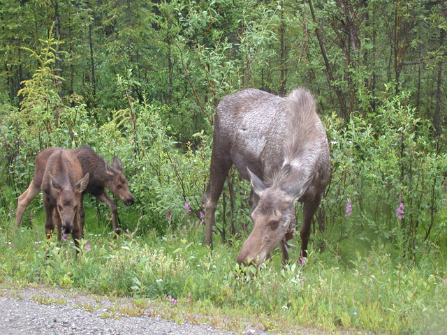 Alaskan Adventure