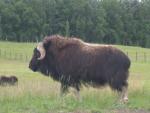 Alaska 2007 019