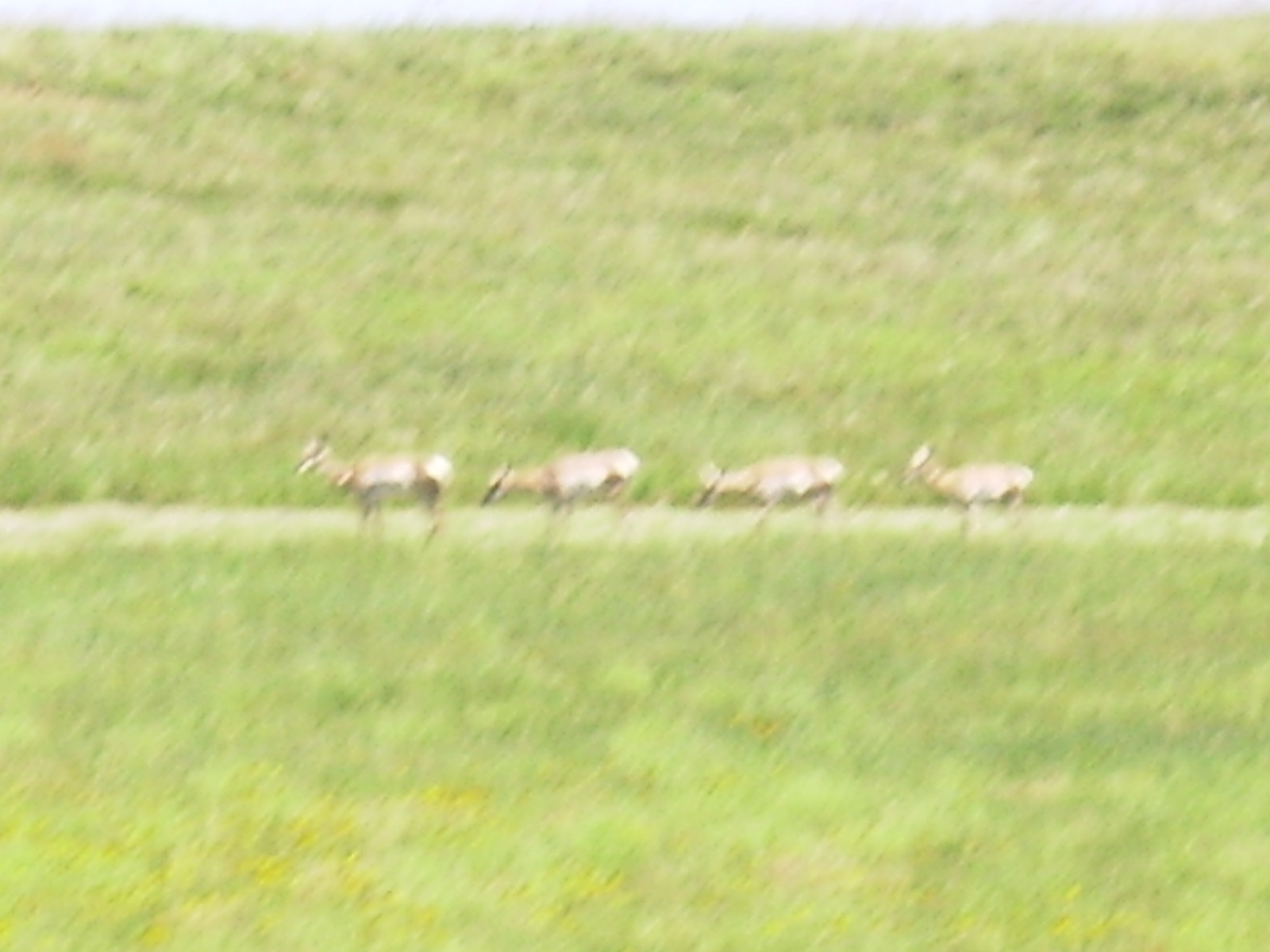 #1 Custer State Park antelope
