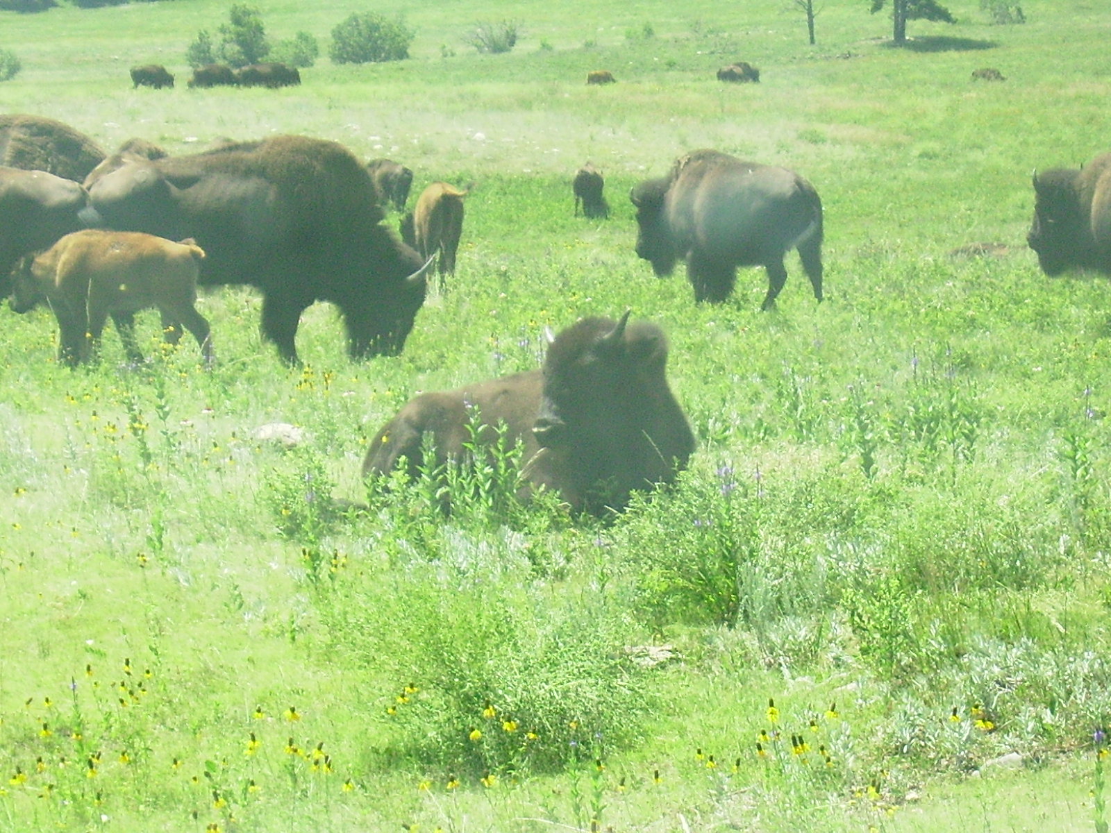 #1 Custer State Park buffalo
