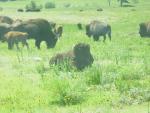 #1 Custer State Park buffalo