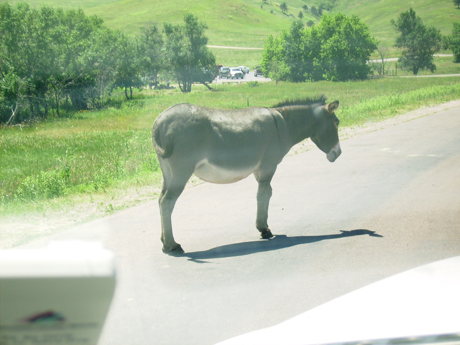 #1 Custer State Park wild burro
