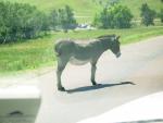 #1 Custer State Park wild burro