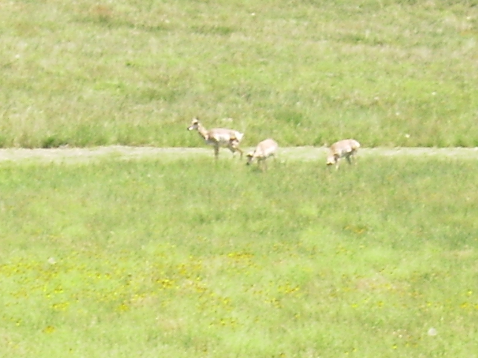 #2 Custer State Park antelope