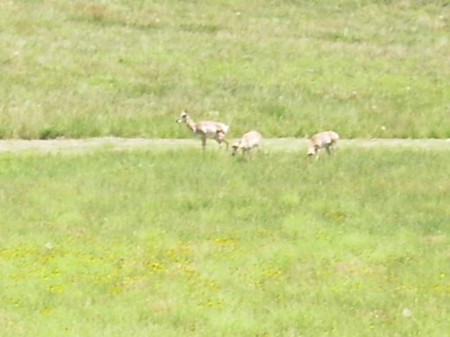 #2 Custer State Park antelope