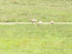#2 Custer State Park antelope