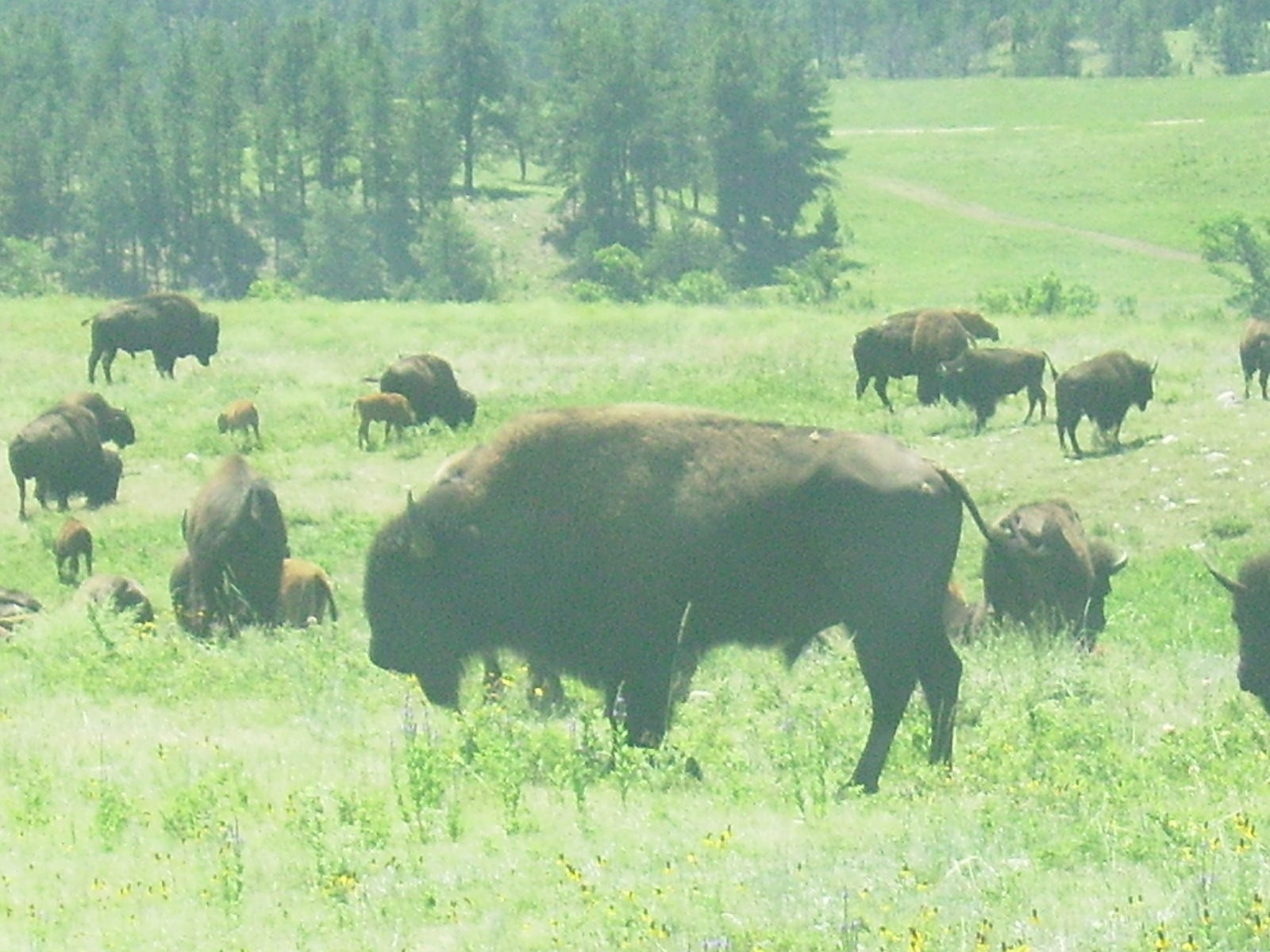 #2 Custer State Park buffalo