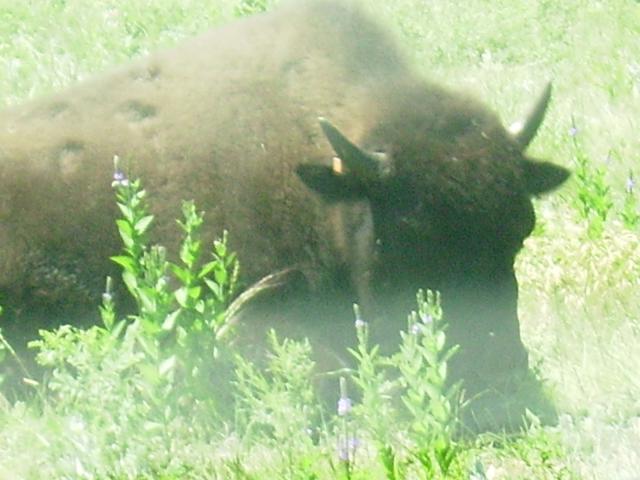 #3 Custer State Park buffalo