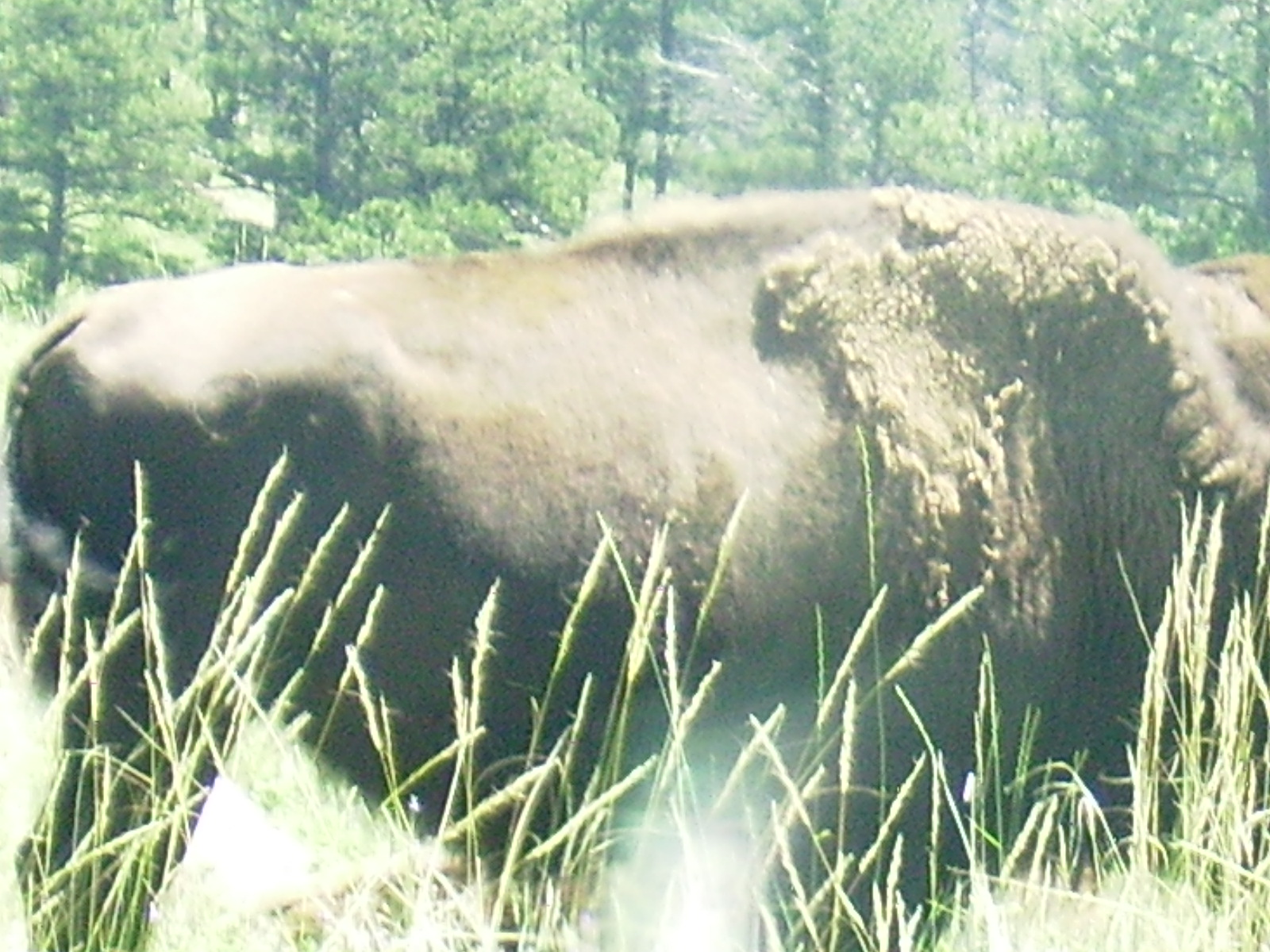 #4 Custer State Park buffalo