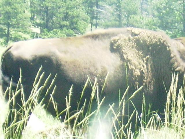 #4 Custer State Park buffalo