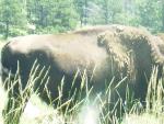 #4 Custer State Park buffalo