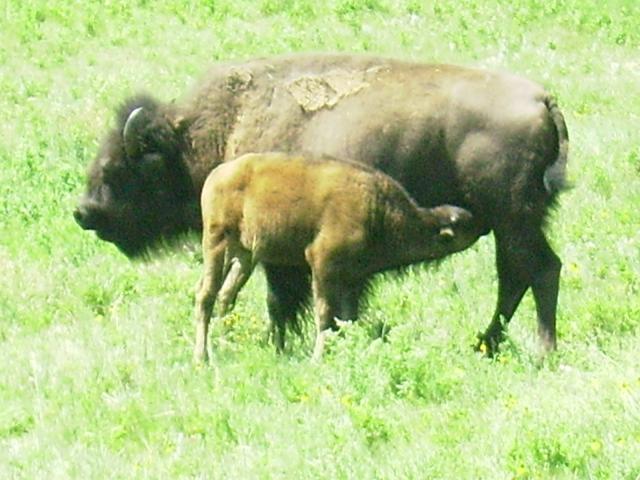 #5 Custer State Park buffalo