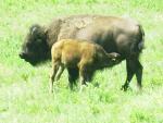 #5 Custer State Park buffalo