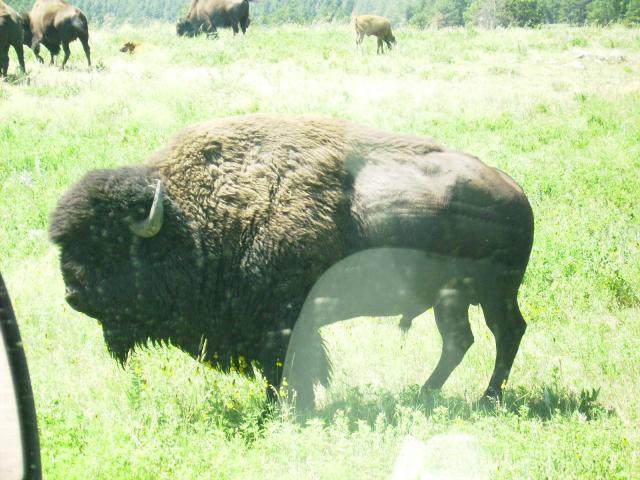 #6 Custer State Park buffalo