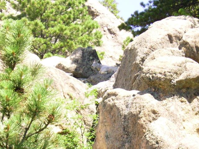 Mt Rushmore resident mountain goat