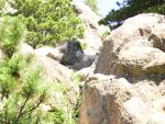 Mt Rushmore resident mountain goat