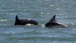 Dolphins1e